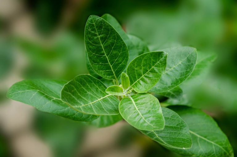 ashwagandha för sömn